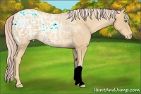Horse Color:Gold Cream Champagne Ice Varnish