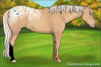 Horse Color:Silver Amber Champagne Ice