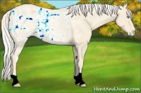 Horse Color:Cremello Ice Varnish 