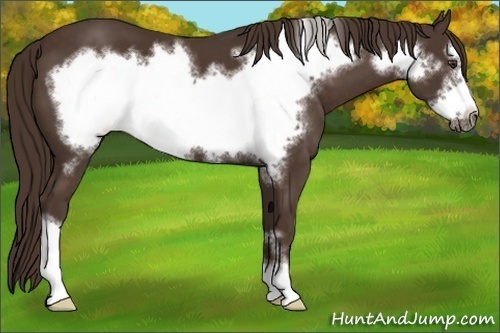 Horse Color:Liver Chestnut Frame 