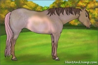 Horse Color:Liver Red Dun 