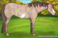 Horse Color:Nacre Amber Champagne Roan Frame Rabicano 