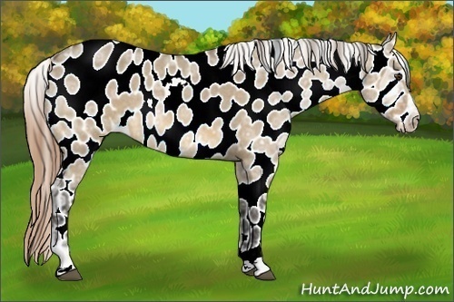 Horse Color:Buckskin Ice Roan Dun Near Leopard Rabicano