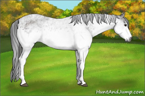 Horse Color:Gray White Spotted Bay Ice Rabicano