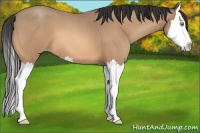 Horse Color:Amber Champagne Roan Splash 