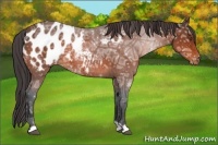 Horse Color:Bay Ice Appaloosa Rabicano
