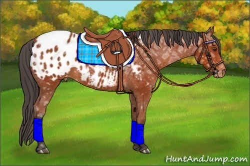 Horse Color:Bay Ice Appaloosa 