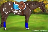Horse Color:White Spotted Liver Chestnut 
