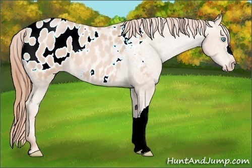 Horse Color:Buckskin Pearl Blanket 