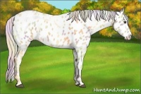 Horse Color:Nacre Palomino Ice Leopard 