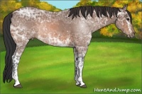 Horse Color:White Spotted Bay Ice Rabicano