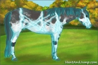 Horse Color:Thunderstruck White Spotted Black 