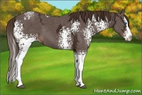 Horse Color:White Spotted Liver Chestnut Ice Splash 