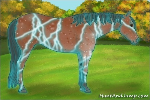 Horse Color:Thunderstruck Bay 