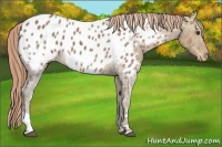 Horse Color:White Spotted Chestnut Ice Appaloosa 