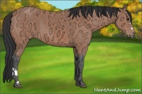 Horse Color:Bay Ice