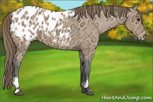 Horse Color:White Spotted Buckskin Ice Appaloosa 