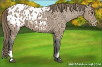 Horse Color:White Spotted Buckskin Ice Appaloosa 