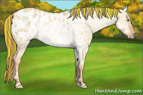Horse Color:Painted Gold Champagne Ice Dun Appaloosa 
