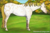 Horse Color:Painted Gold Champagne Ice Dun Appaloosa