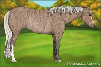Horse Color:Silver Bay Ice Rabicano