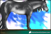 Horse Color:Black Chinchilla 