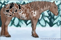 Horse Color:Chestnut Sabino Appaloosa 