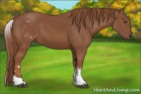 Horse Color:White Spotted Chestnut 