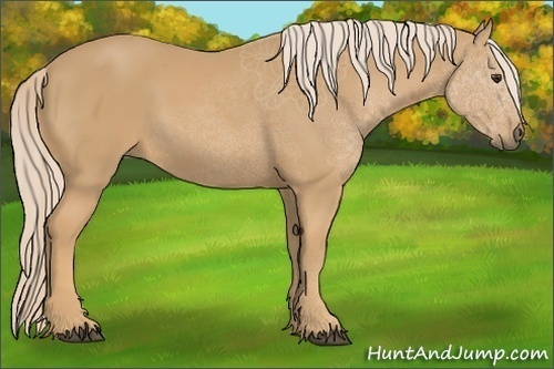 Horse Color:Palomino
