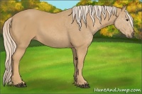 Horse Color:Palomino