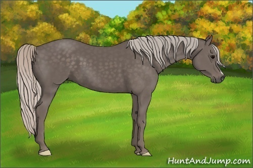 Horse Color:Silver Black 