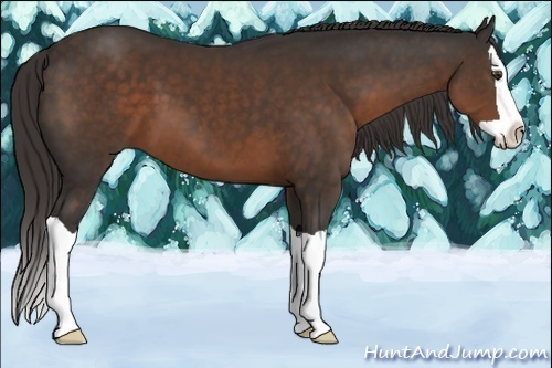 Horse Color:Liver Chestnut Splash 