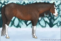 Horse Color:Liver Chestnut Splash 