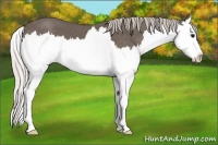Horse Color:Silver Black Splash