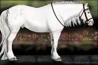Horse Color:Silver Blue Roan Pearl Frame Appaloosa 