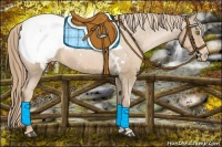 Horse Color:White Spotted Liver Chestnut Pearl Sabino Appaloosa 