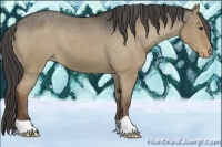 Horse Color:Liver Red Dun Varnish 