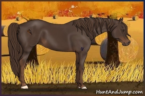 Horse Color:Liver Chestnut 