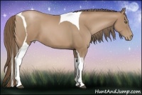 Horse Color:Black Pearl Tobiano 