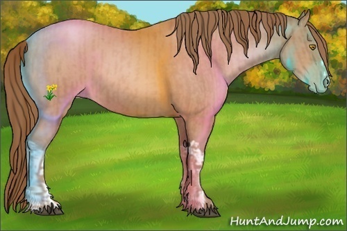 Horse Color:Bay Roan Pearl  and Brown Roan Pearl 