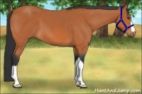 Horse Color:Bay 