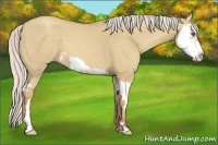 Horse Color:Silver Classic Champagne Dun Splash Frame 