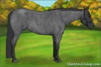 Horse Color:Blue Roan