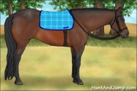 Horse Color:Bay Sabino 