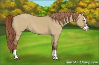 Horse Color:Red Dun Splash 