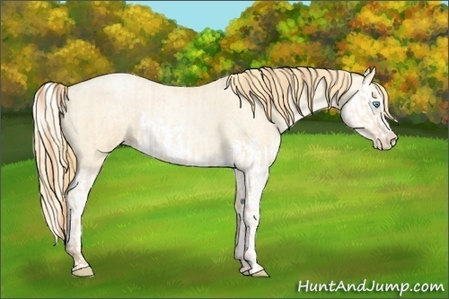 Horse Color:Buckskin Roan Pearl and Buckskin Roan Pearl Splash