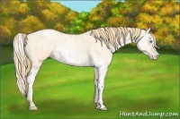 Horse Color:Buckskin Roan Pearl  and Buckskin Roan Pearl Splash 