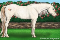 Horse Color:Buckskin Roan Pearl and Palomino Roan Pearl