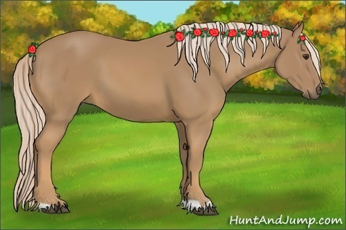 Horse Color:Palomino 