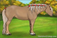 Horse Color:Palomino